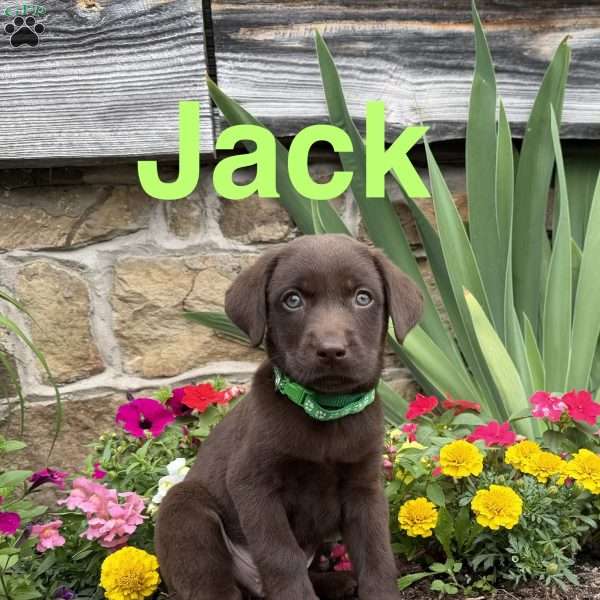 Jack, Chocolate Labrador Retriever Puppy